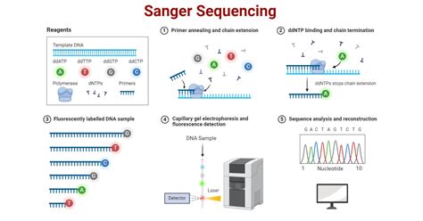 why are sanger sequencing reads low quality at either end
